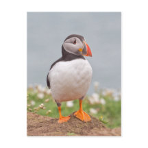Cute Standing Puffin