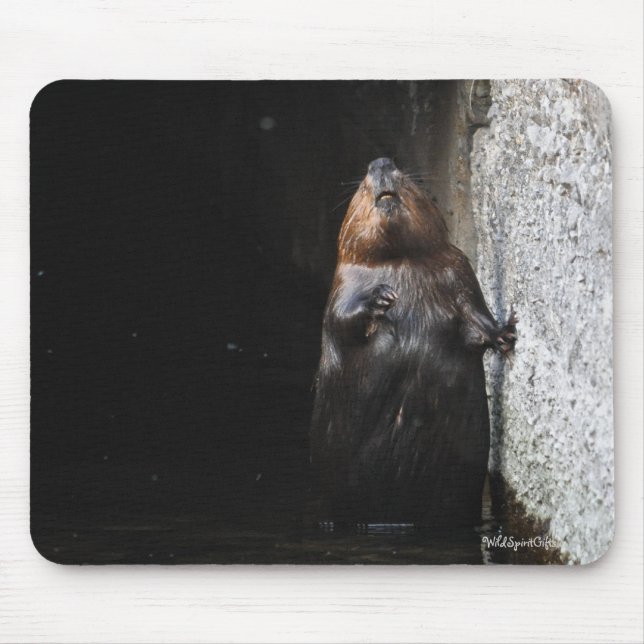 Cute Standing Wild Beaver Wildlife Photo Mouse Pad (Front)