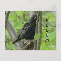 Cute Starling Cust. HELLO Postcard