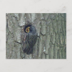 Cute Starling with Youngling DIY Postcard