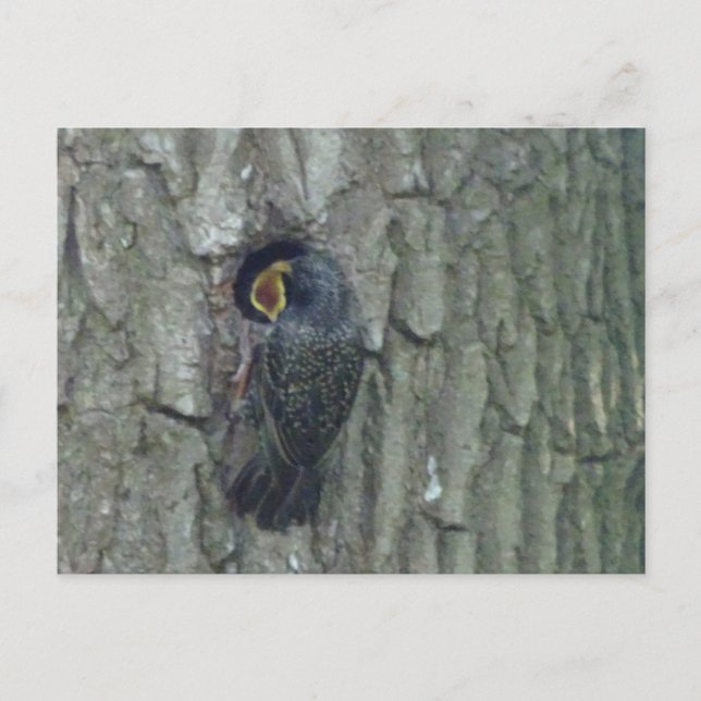 Cute Starling with Youngling DIY Postcard (Front)