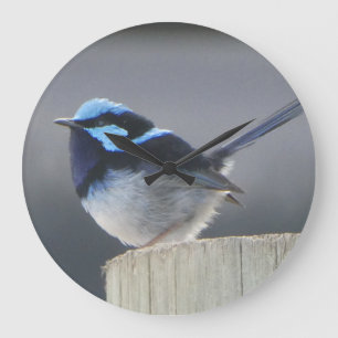 Cute Superb Fairywren Wall Clock