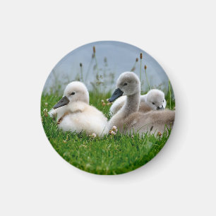 Cute Swan Babies - Magnet