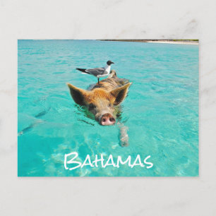 Cute Swimming Pig Exuma Bahamas Postcard