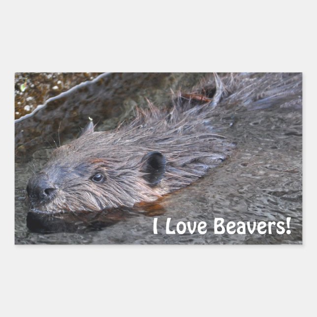 Cute Swimming Wild Beaver Wildlife Photo Rectangular Sticker (Front)
