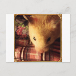 Cute Syrian Hamster Postcard