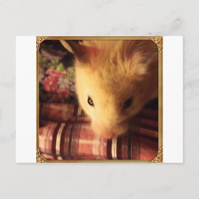 Cute Syrian Hamster Postcard (Front)