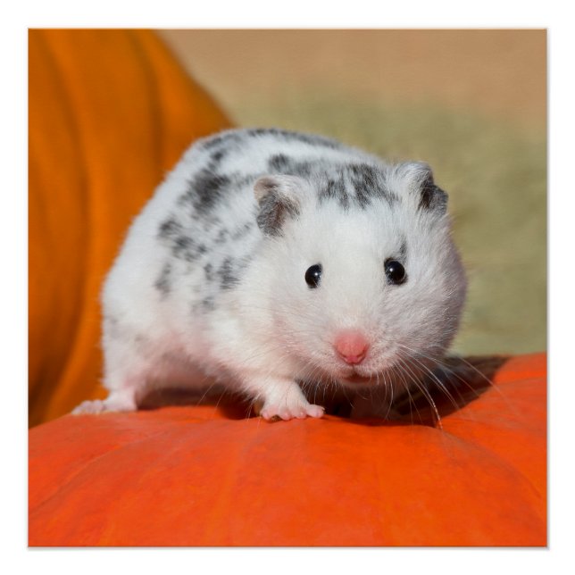 Cute Syrian Hamster White Black Spotted Funny Pet Poster (Front)