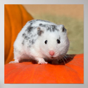 Cute Syrian Hamster White Black Spotted Funny Pet Poster
