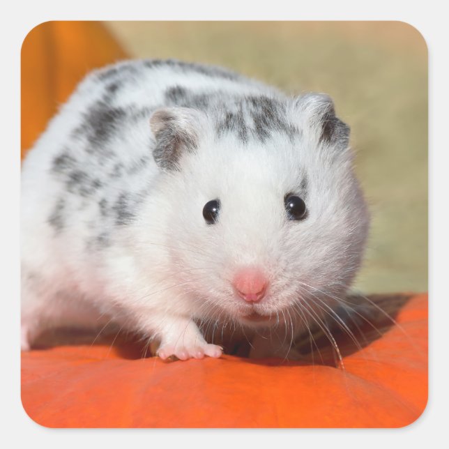 Cute Syrian Hamster White Black Spotted Funny Pet Square Sticker (Front)