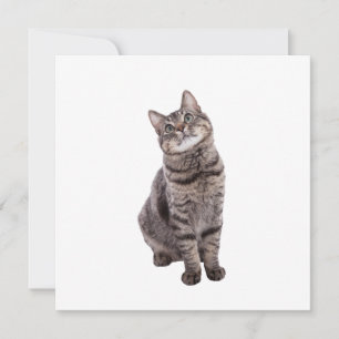 Cute Tabby Cat Announcement