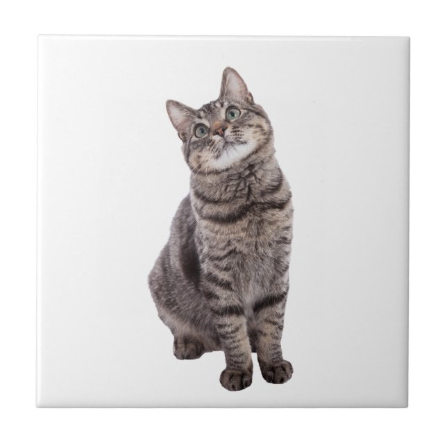Cute Tabby Cat Ceramic Tile (Front)