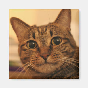 Cute tabby cat fridge magnet