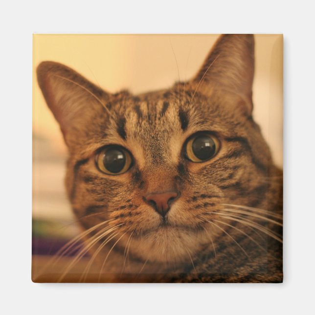 Cute tabby cat fridge magnet (Front)