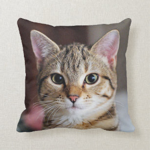Cute Tabby Cat Kitten Cushion