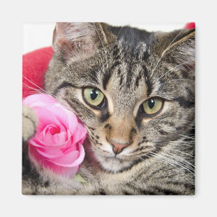 Cute Tabby Cat With Rose Magnet
