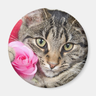 Cute Tabby Cat With Rose Magnet
