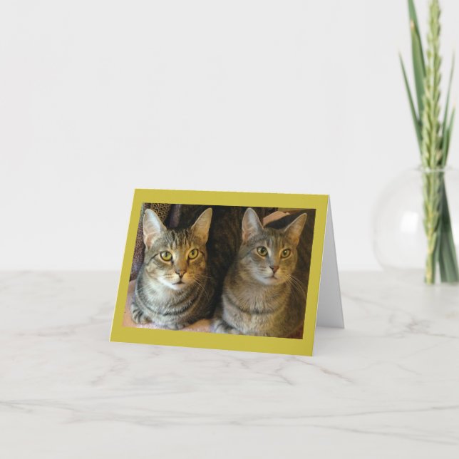 Cute Tabby Cats Happy Birthday  Card (Front)