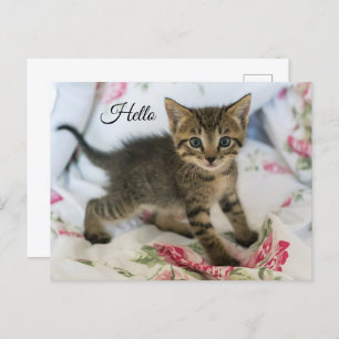 Cute Tabby Kitten Looking Surprised Hello Postcard