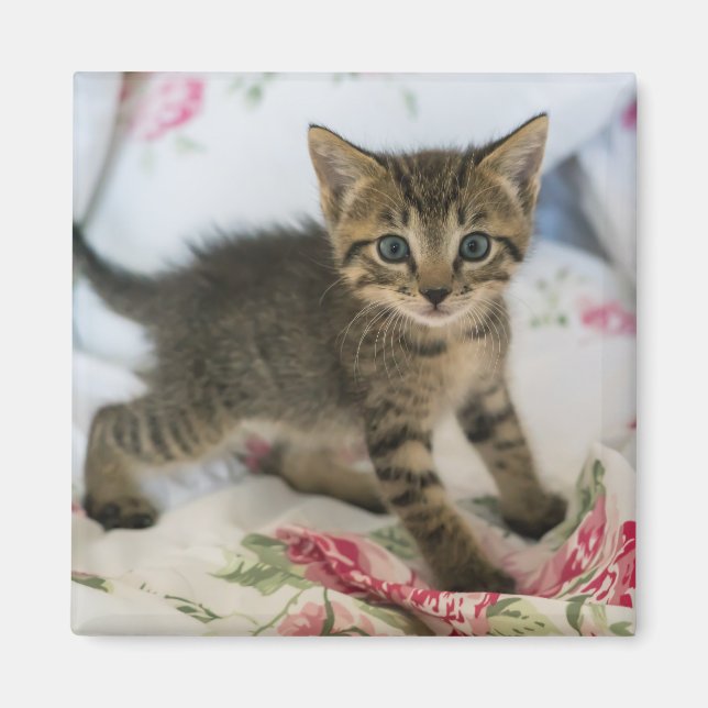 Cute Tabby Kitten Looking Surprised Magnet (Front)