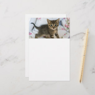 Cute Tabby Kitten Looking Surprised Stationery