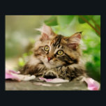 Cute Tabby Maine Coon Cat Kitten Fluffy Head Photo Poster<br><div class="desc">A lovely and enchanting brown tabby Maine Coon kitten,  resting in a garden and watching with prying eyes. A cute coonie cat portrait photo taken by Katho Menden. This poster is a gift idea for cat and pet lovers.</div>