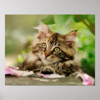 Cute Tabby Maine Coon Cat Kitten Fluffy Head Photo