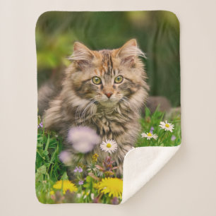 Cute Tabby Maine Coon Kitten Cat Animal Head Photo Sherpa Blanket