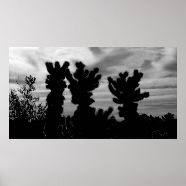 CUTE Teddy Bear Cholla Cactus Poster (Front)