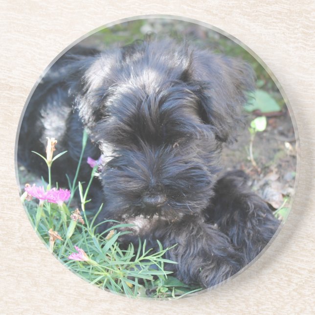 Cute Terrier Dog Coaster (Front)