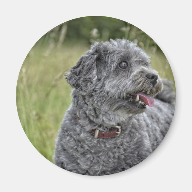 Cute Terrier Dog Magnet (Front)