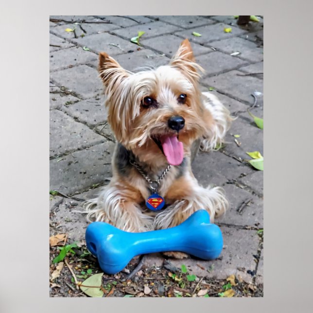 Cute Terrier Poster (Front)