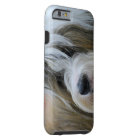 Cute Tibetan Terrier Dog