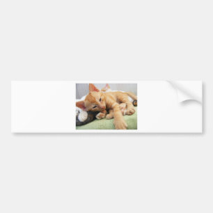Cute Tiger Stripe Kitten Bumper Sticker