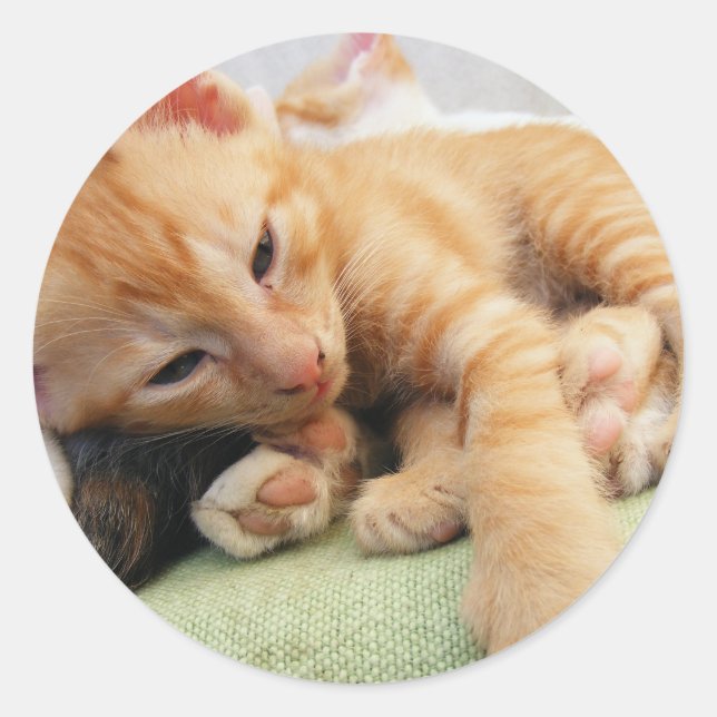 Cute Tiger Stripe Kitten Classic Round Sticker (Front)