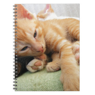 Cute Tiger Stripe Kitten Notebook