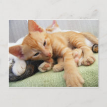 Cute Tiger Stripe Kitten