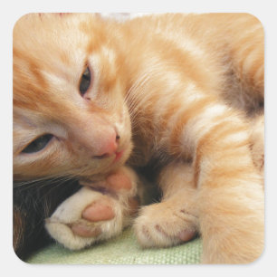 Cute Tiger Stripe Kitten Square Sticker