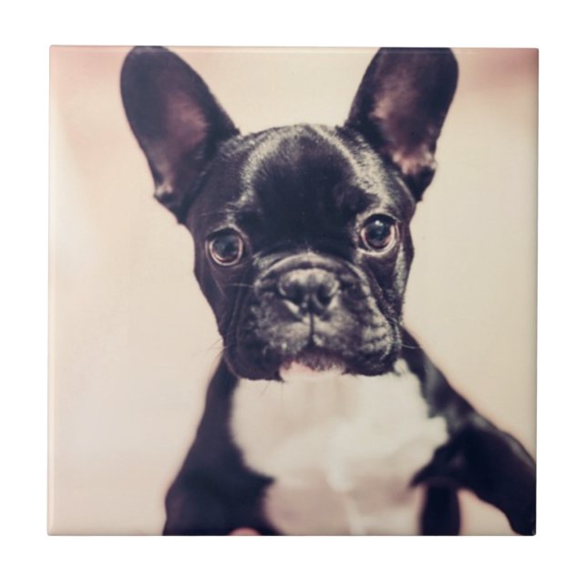 Cute Tiny Black and White Puppy Ceramic Tile (Front)