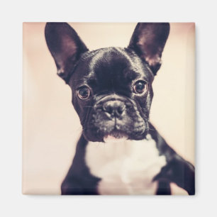 Cute Tiny Black and White Puppy Magnet