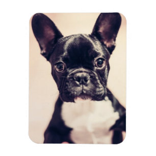 Cute Tiny Black and White Puppy Magnet