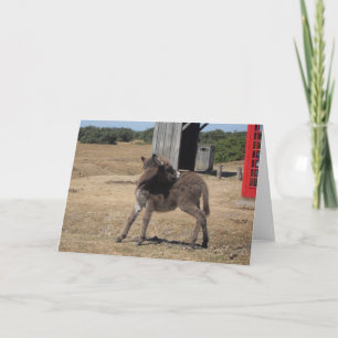 Cute Tiny Donkey Foal Card