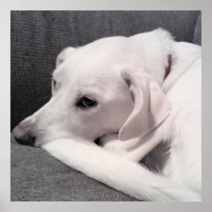 Cute Tired White Labrador Mix Dog Grey Poster