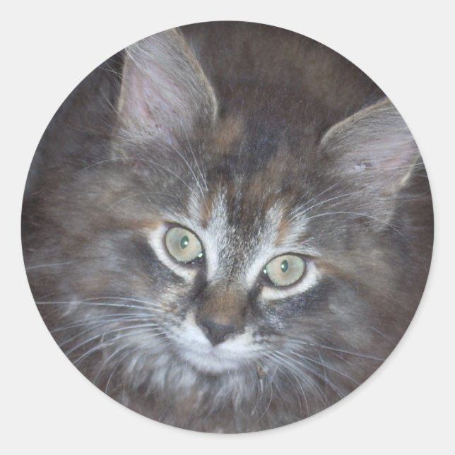 Cute Torbie Kitten Classic Round Sticker (Front)