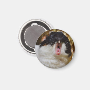 Cute Tri-colour Guinea Pig Yawning Magnet