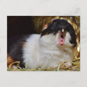 Cute Tri-colour Guinea Pig Yawning Postcard