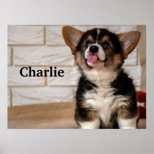 Cute Tri colour Pembroke Welsh Corgi Puppy Dog Poster