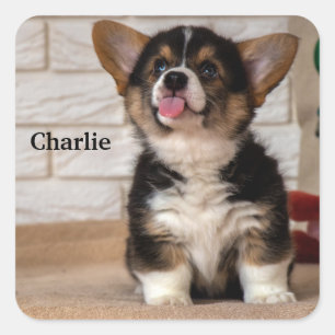 Cute Tri colour Pembroke Welsh Corgi Puppy Dog Square Sticker