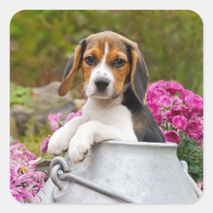 Cute Tricolor Beagle Dog Puppy Pet in a Milk Churn Square Sticker