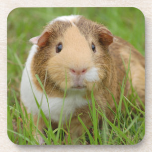 Cute Tricolor Guinea Pig in Green Grass Coaster